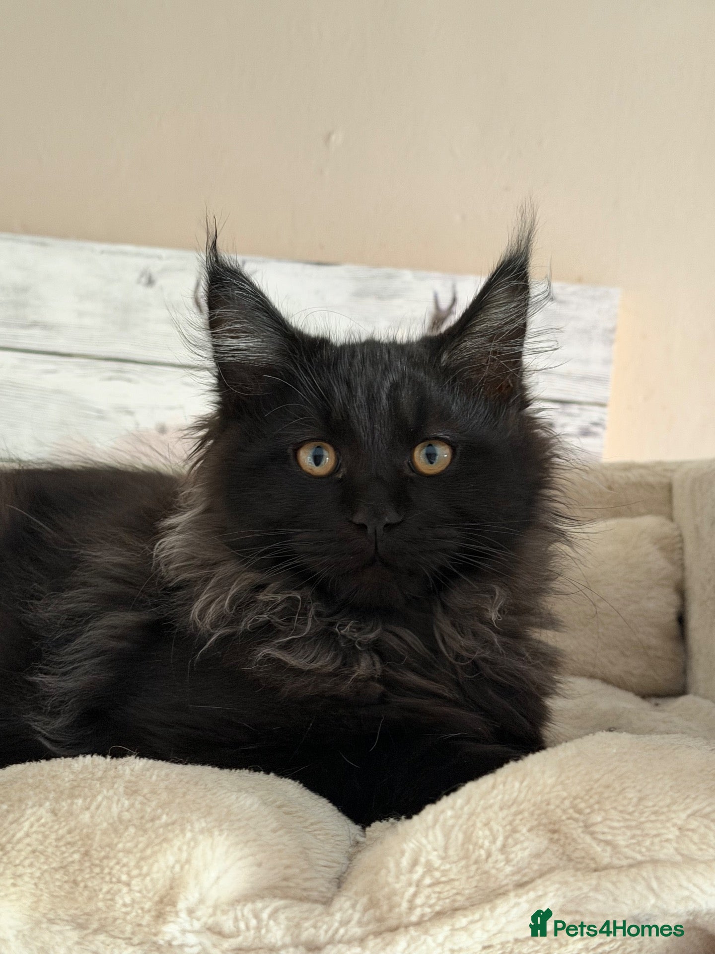 Maine Coon cats Tica registered black smoked male Maine coon - Advert 2