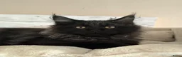 Maine Coon cats for sale: Tica registered black smoked male Maine coon - Advert 14