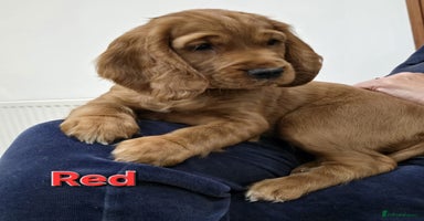 Cocker Spaniel dogs - Advert 7