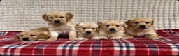 Golden Retriever dogs for sale: GORGEOUS GOLDEN RETRIEVER PUPPIES  in Carmarthen - Advert 7