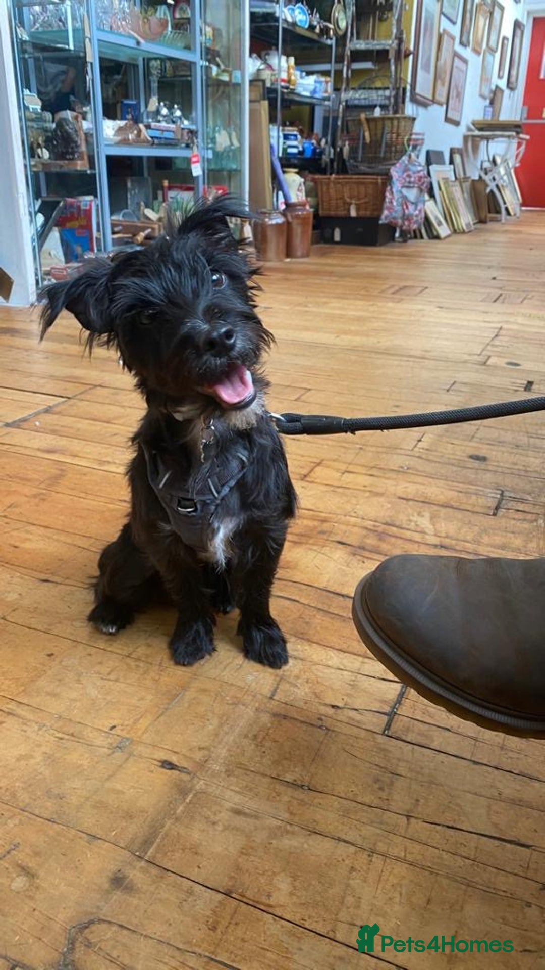 Mixed Breed dogs for sale: Jeff. Looking for forever home 🐾 - Advert 1