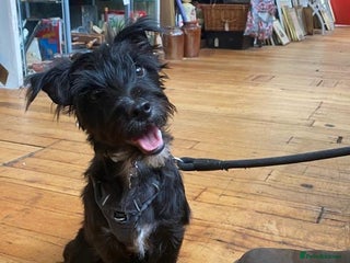 Mixed Breed dogs Jeff. Looking for forever home 🐾 - Advert 3