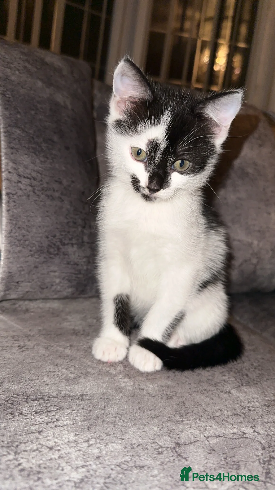 Domestic Shorthair cats for sale: Gorgeous tabby and British shorthair kitten - Advert 22