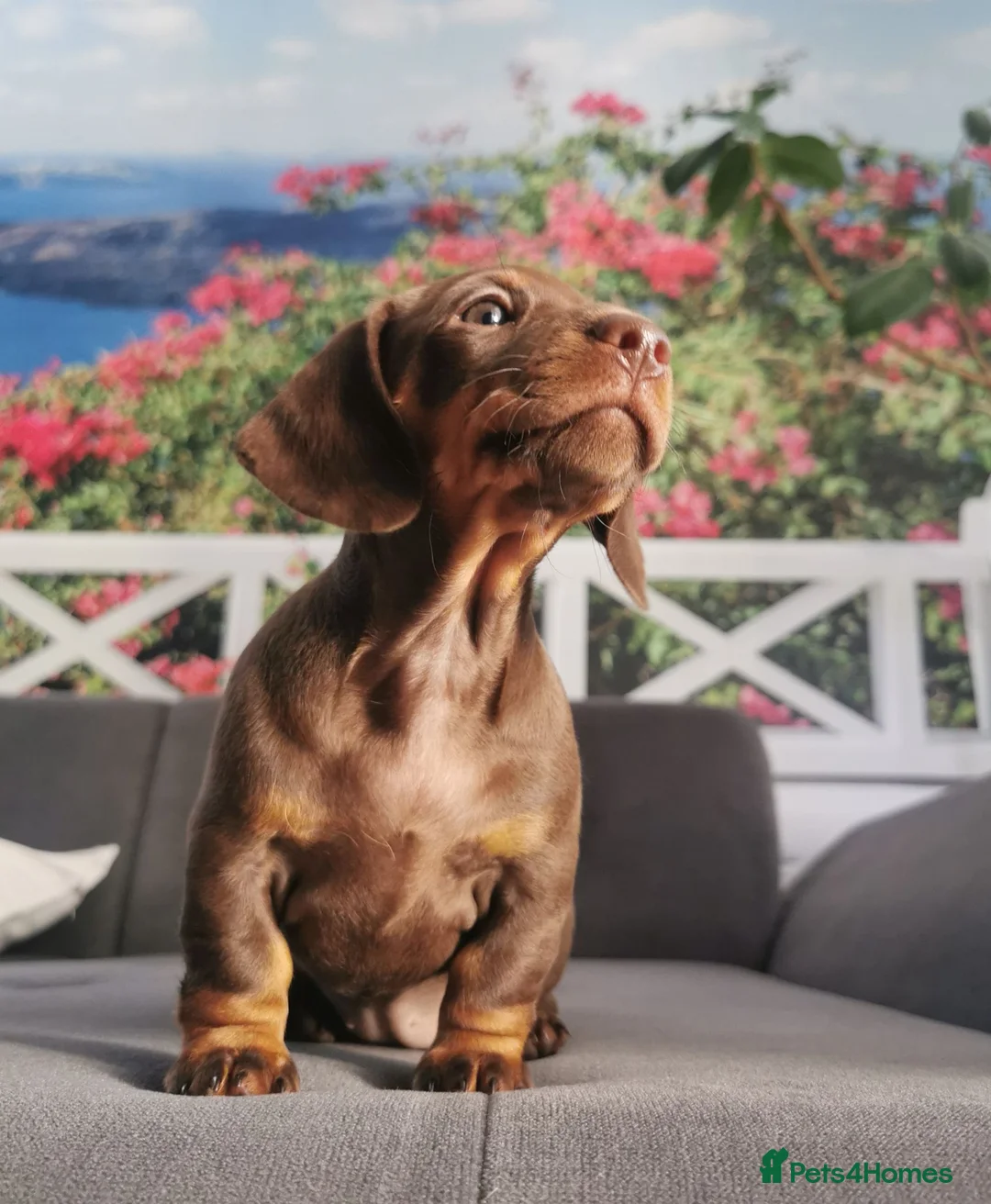 Miniature Dachshund dogs for sale: 🐾💕Miniature dachshund 💕🐾 - Advert 2