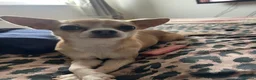 Chihuahua dogs for stud: Stud  - Advert 4