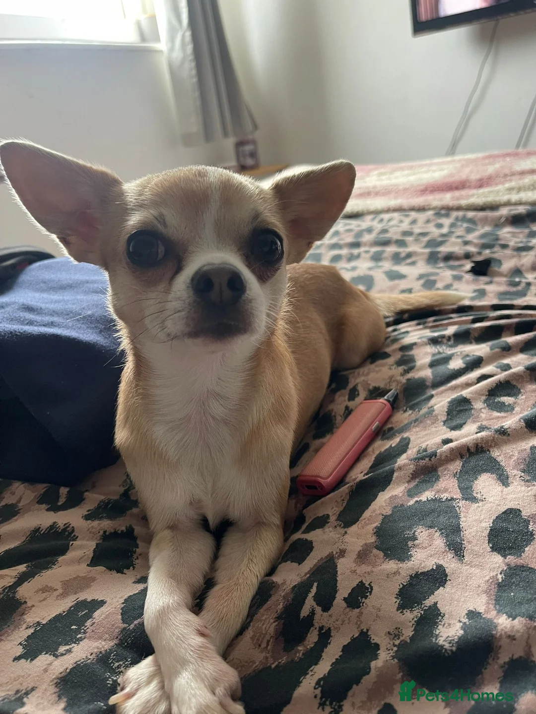 Chihuahua dogs for stud: Stud  - Advert 4