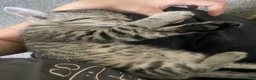 Mixed Breed cats for sale: Gorgeous 12week old tabby brother and sister - Advert 2
