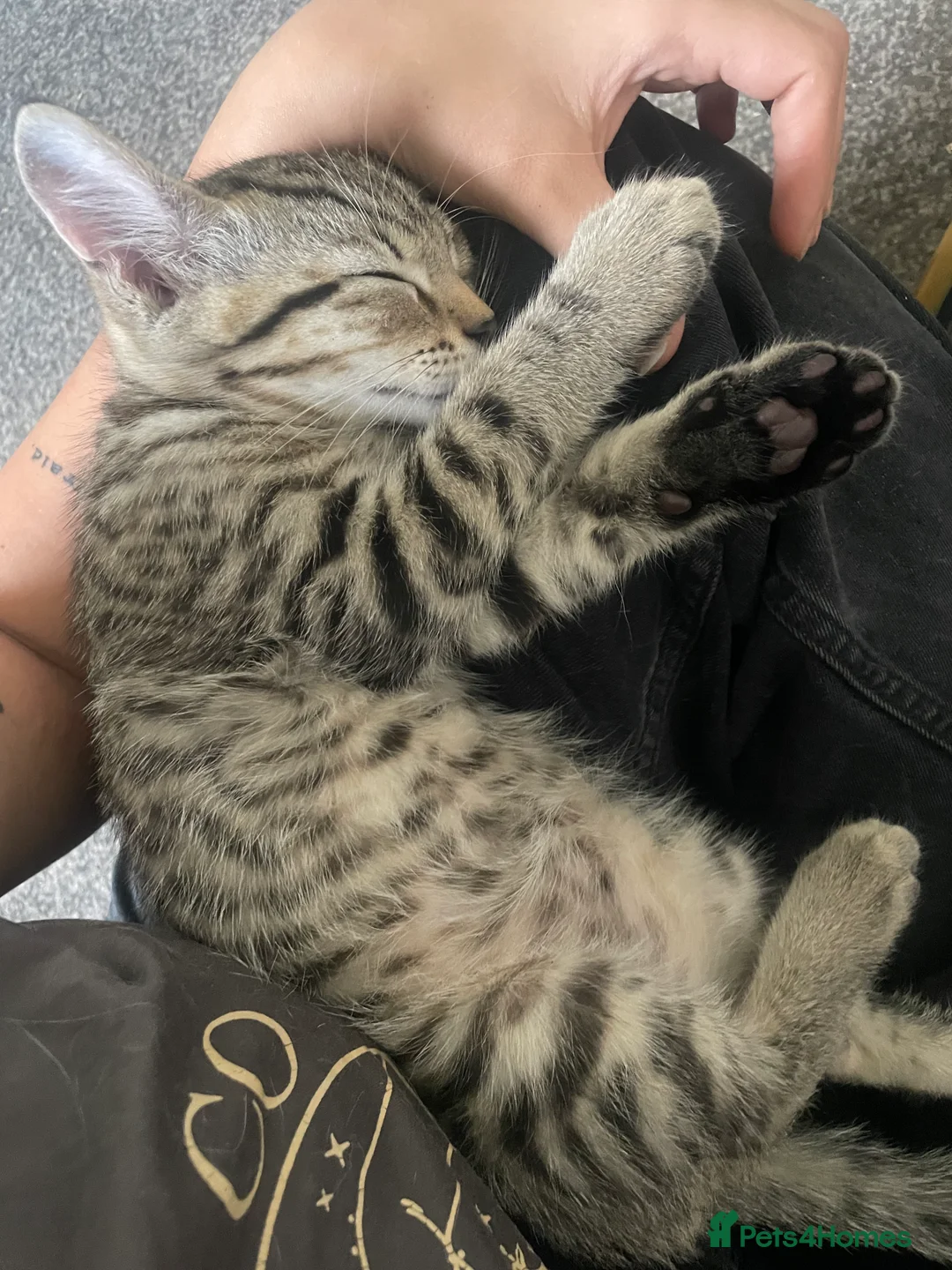 Mixed Breed cats for sale: Gorgeous 12week old tabby brother and sister - Advert 2