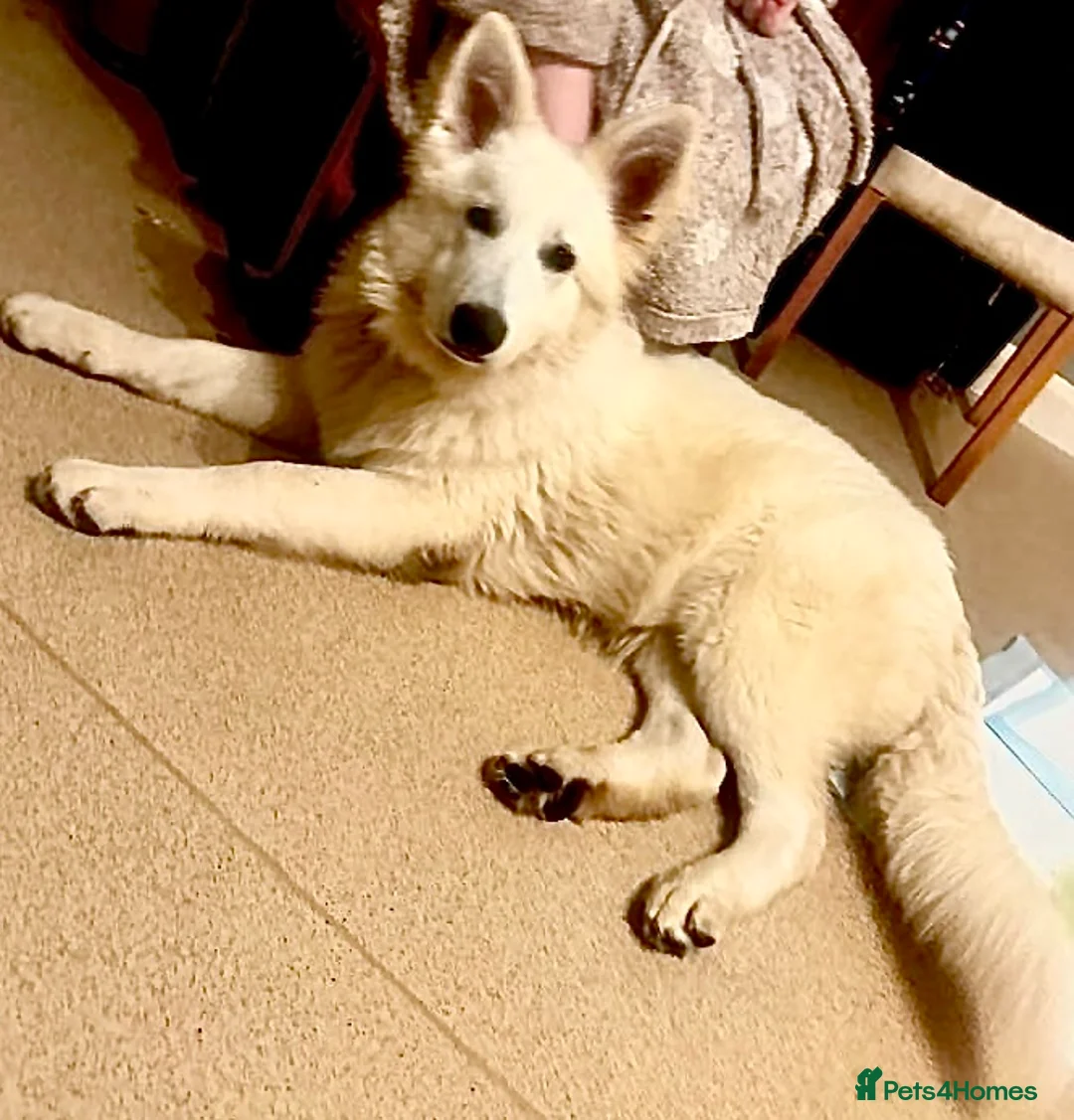 White Swiss Shepherd dogs for stud: STUD - KC Registered White Swiss Shepherd - Advert 7
