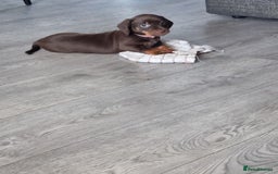 Miniature Dachshund dogs for sale: 6 beautiful miniature Dachshund 7 weeks old - Image 17