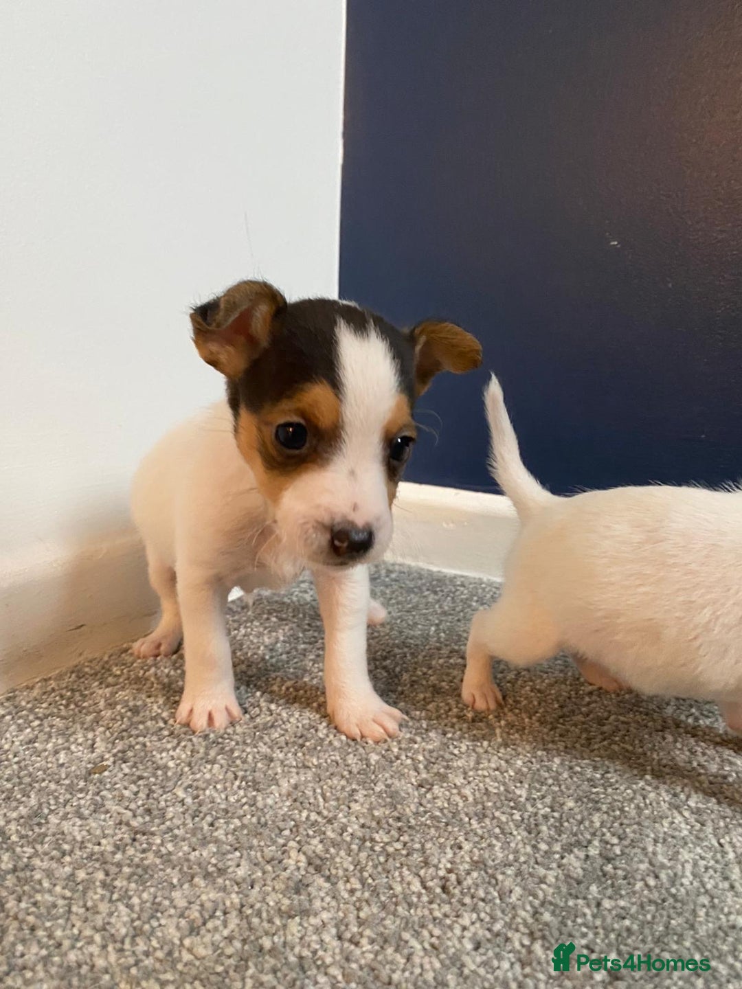 Jack Russell dogs for sale: READY NOW! OutstandingJack Russell puppies - Advert 22