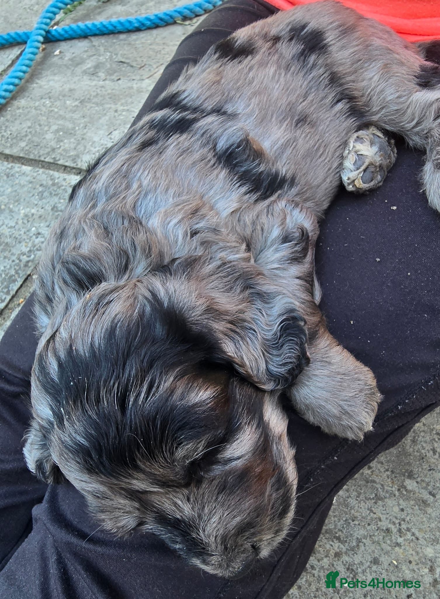 Mini Goldendoodle dogs Beautiful miniature F2b goldendoodles.  - Advert 2