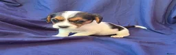 Jack Russell dogs for sale: Beautiful jack russell puppies ready now - Advert 14