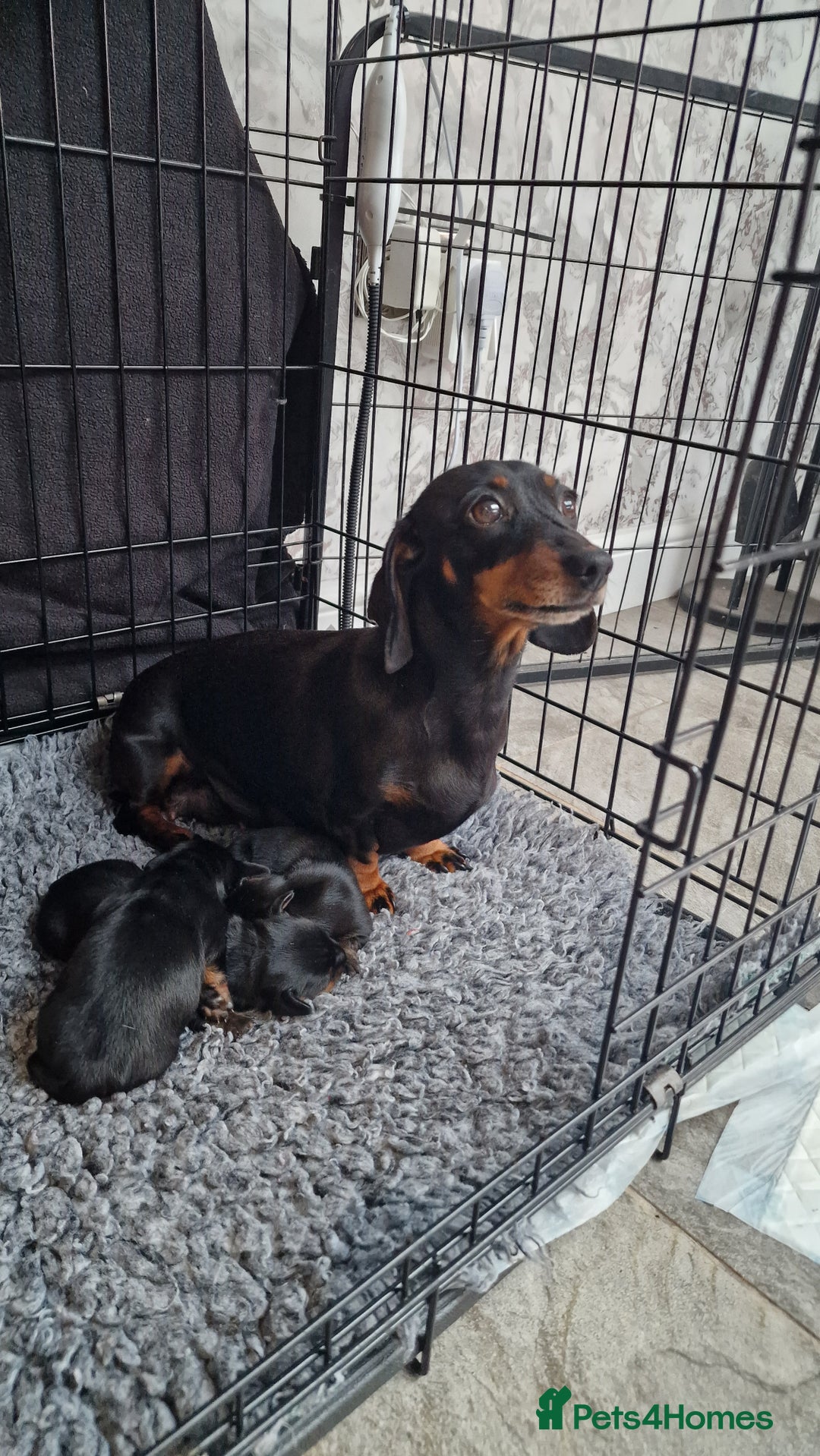 Miniature Dachshund dogs for sale: Beautiful Pedigree Minature Dachshunds Black & Tan - Advert 3