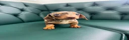 Miniature Dachshund dogs for sale: 5⭐️Licensed. PRA clear mini Daxi  - Advert 2