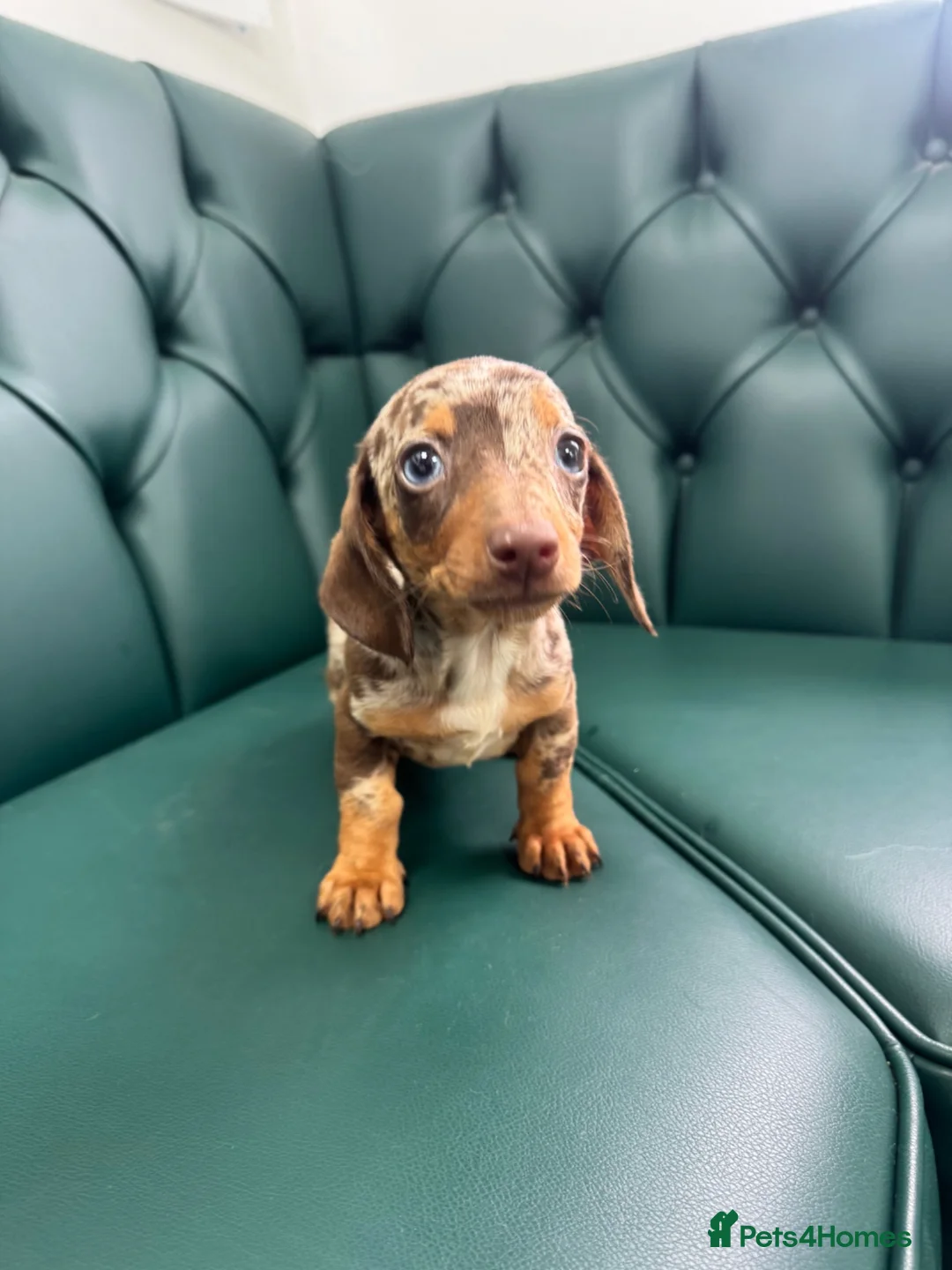 Miniature Dachshund dogs for sale: 5⭐️Licensed. PRA clear mini Daxi  - Advert 2