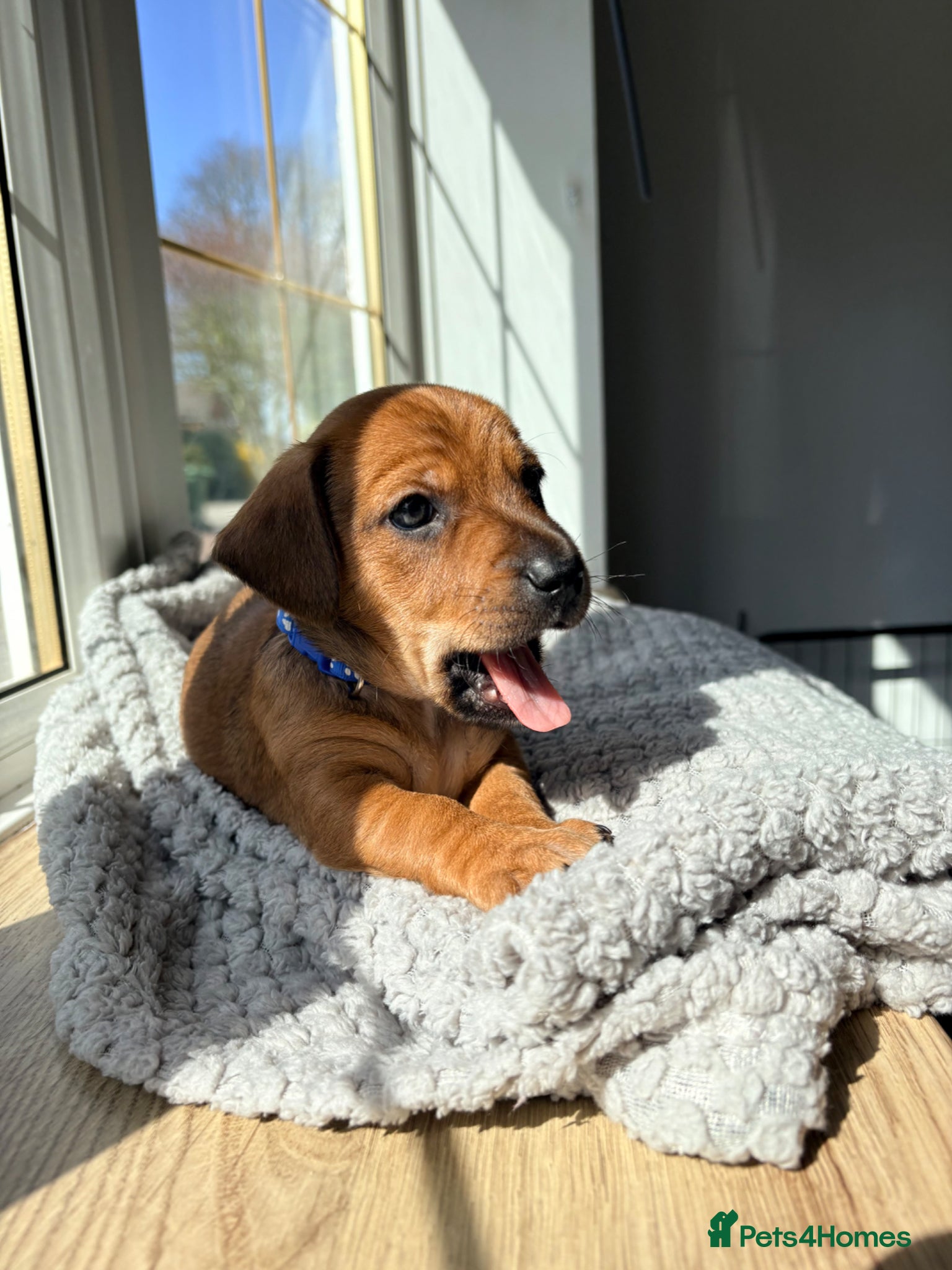 Jackshund dogs Only 3 available! (JR x Dachshund) Puppies - Advert 1