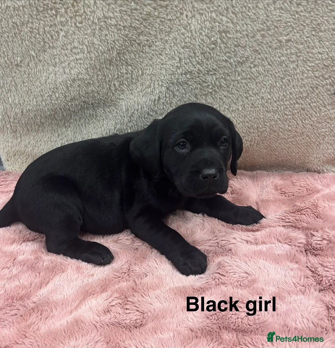 Labrador Retriever dogs for sale: Labrador Retriever Puppies – Family Raised - Advert 9