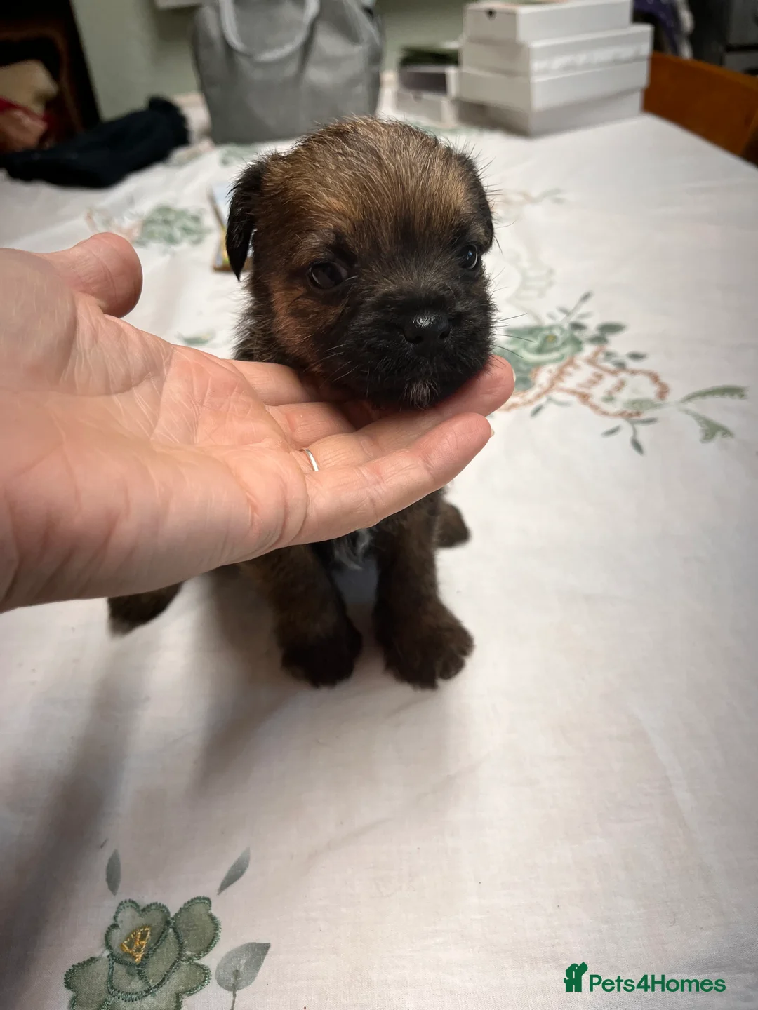 Border Terrier dogs for sale: 7 gorgeous Border Terrier puppies!!  - Advert 12