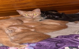 Mixed Breed cats for sale: half maincoon kittens  - Image 6
