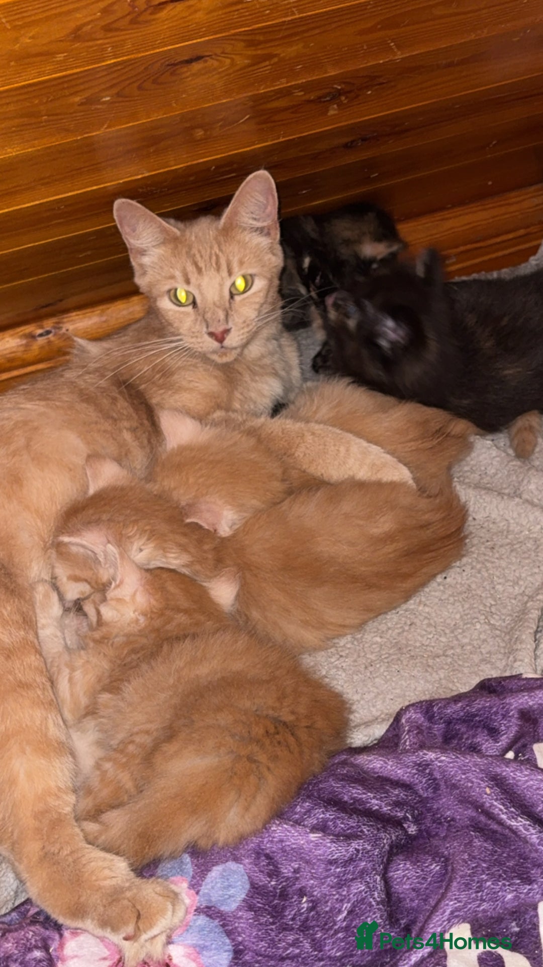 Mixed Breed cats for sale: half maincoon kittens  - Image 6