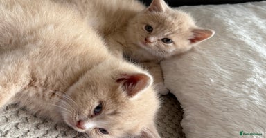 Mixed Breed cats - Advert 1