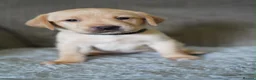 Labrador Retriever dogs for sale: Kennel Club Registered Labrador Puppies  - Advert 8