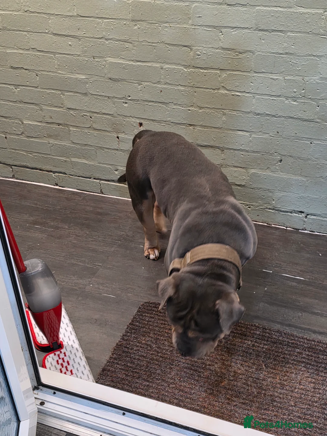 American Bully dogs for sale: Stunning Blue Pocket Bully!! - Advert 2