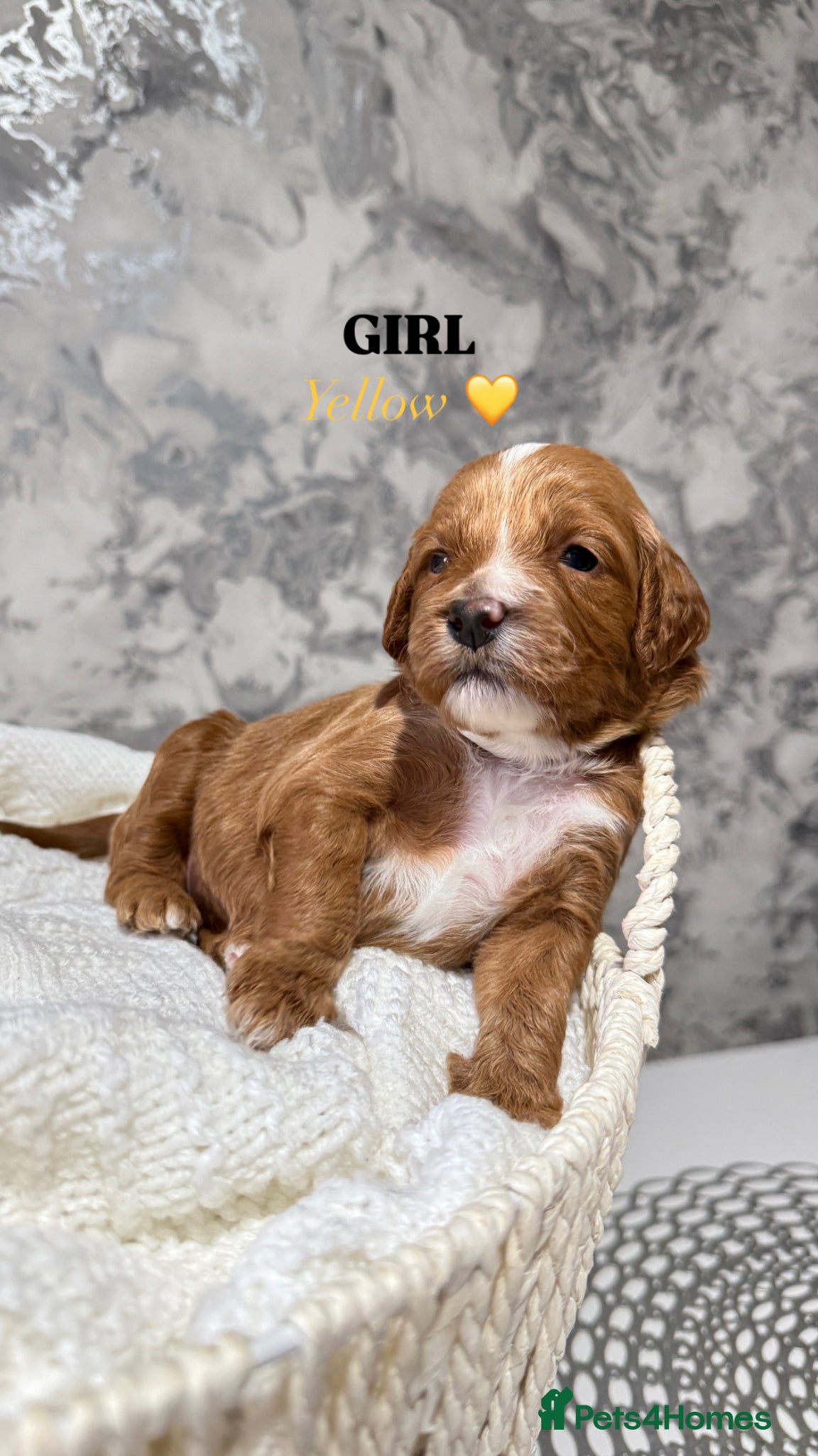 Australian Labradoodle dogs 7 MULTIGEN Australian Labradoodles Pups 🐶🧸  - Advert 1