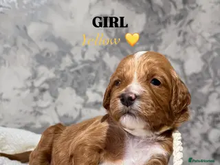 Australian Labradoodle dogs 7 MULTIGEN Australian Labradoodles Pups 🐶🧸 - Advert 9