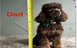 Cockapoo dogs for sale: Toy cockapoo  - Image 21
