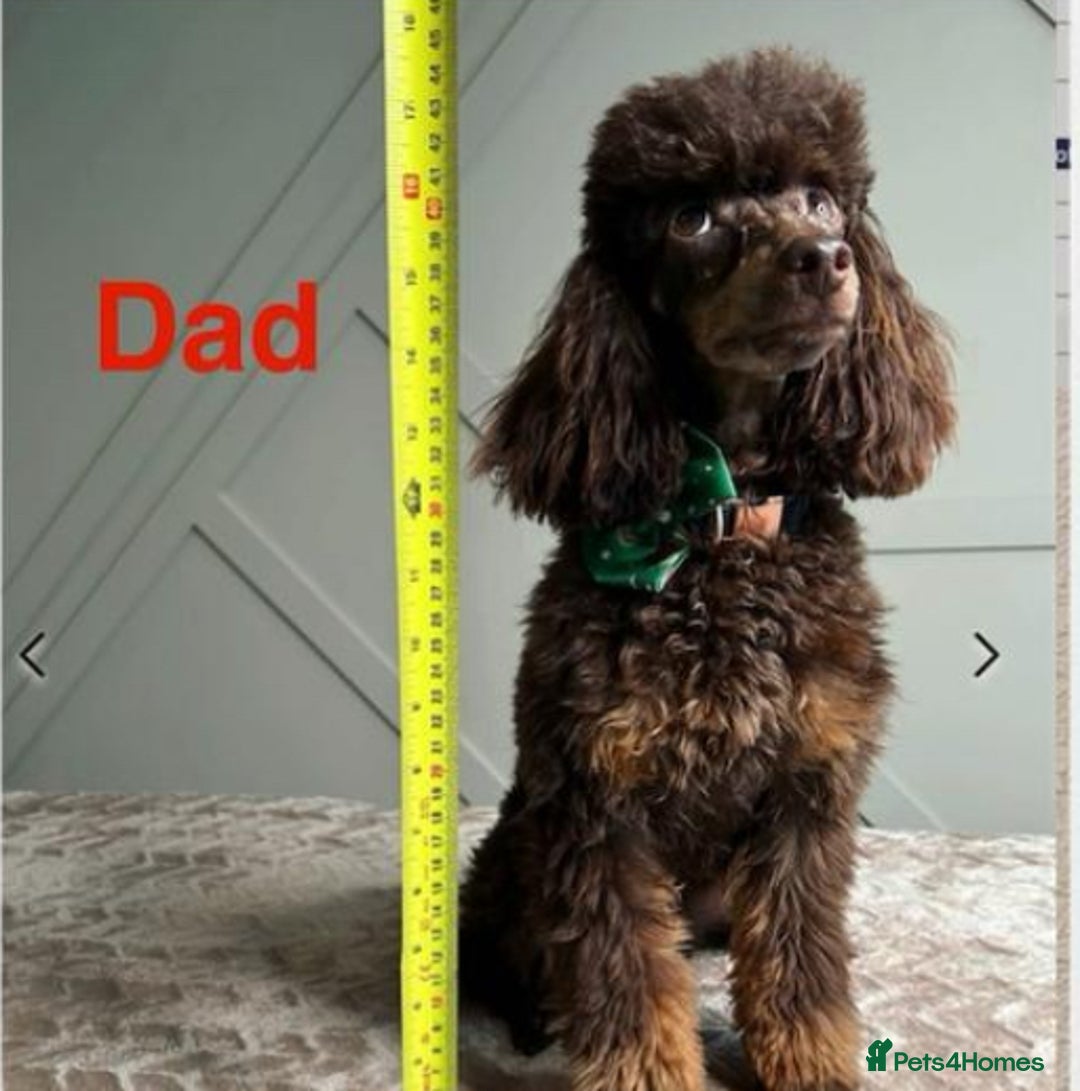 Cockapoo dogs for sale: Toy cockapoo  - Image 21