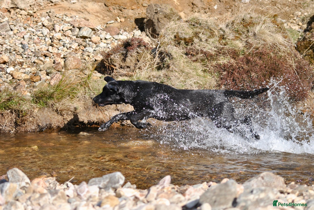 Labrador Retriever dogs for stud: Proven, KC Registered & Fully Health Tested in Laurencekirk - Advert 9