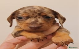 Dachshund dogs for sale: Mini Chocolate dapple sausage/daschunds puppies - Image 11