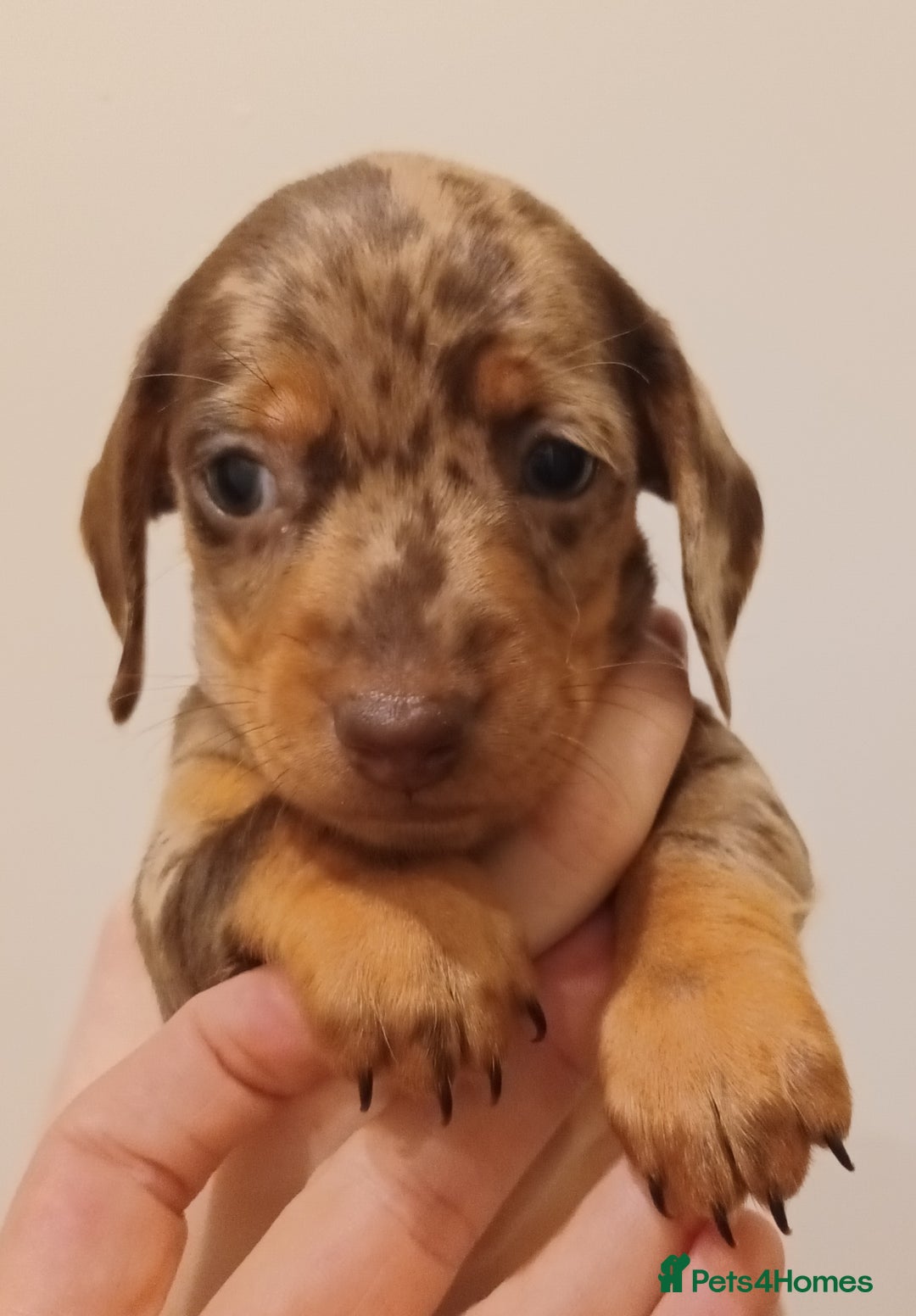 Dachshund dogs for sale: Mini Chocolate dapple sausage/daschunds puppies - Image 11