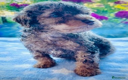 Cockapoo dogs for sale: Stunning fully DNA tested Cockapoo puppies - Image 26