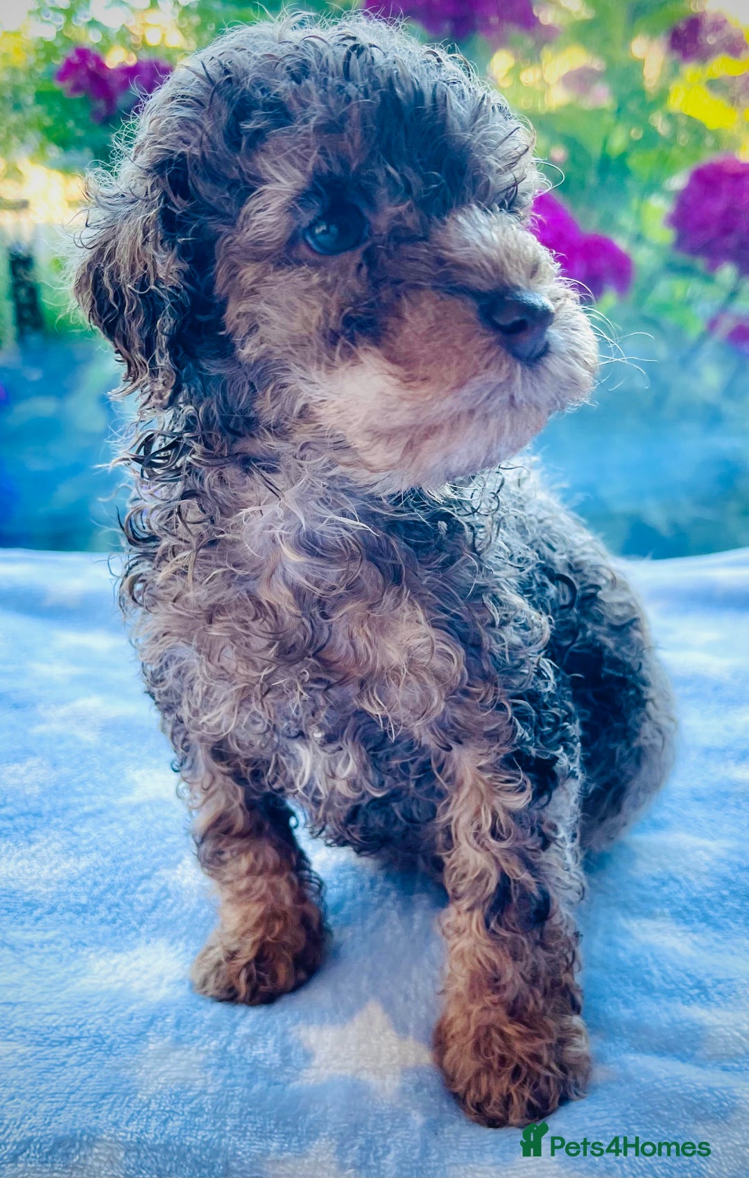 Cockapoo dogs for sale: Stunning fully DNA tested Cockapoo puppies - Image 26