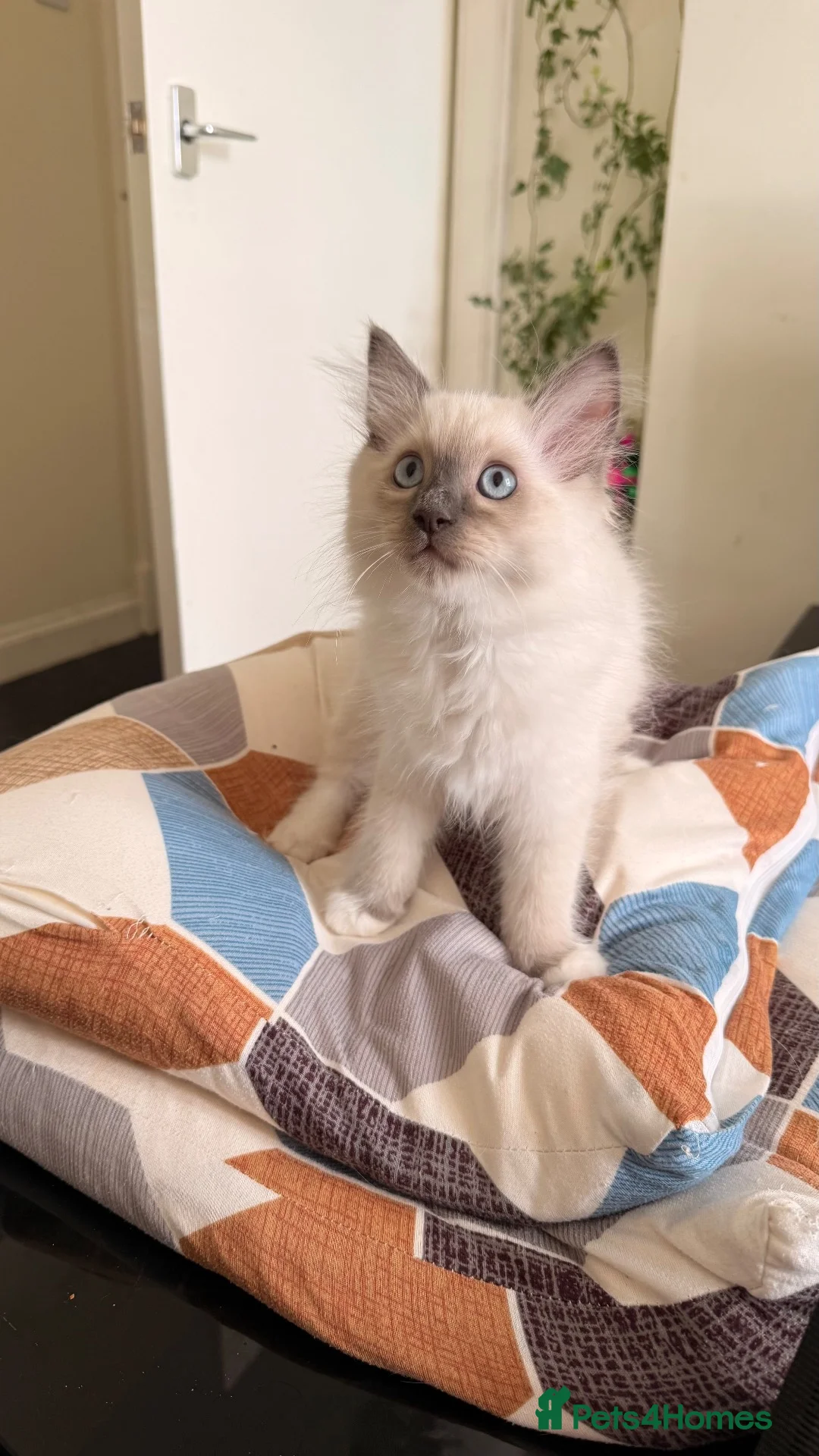 Ragdoll cats for sale: 3 Lovely Kittens Looking for Forever Homes - Advert 2