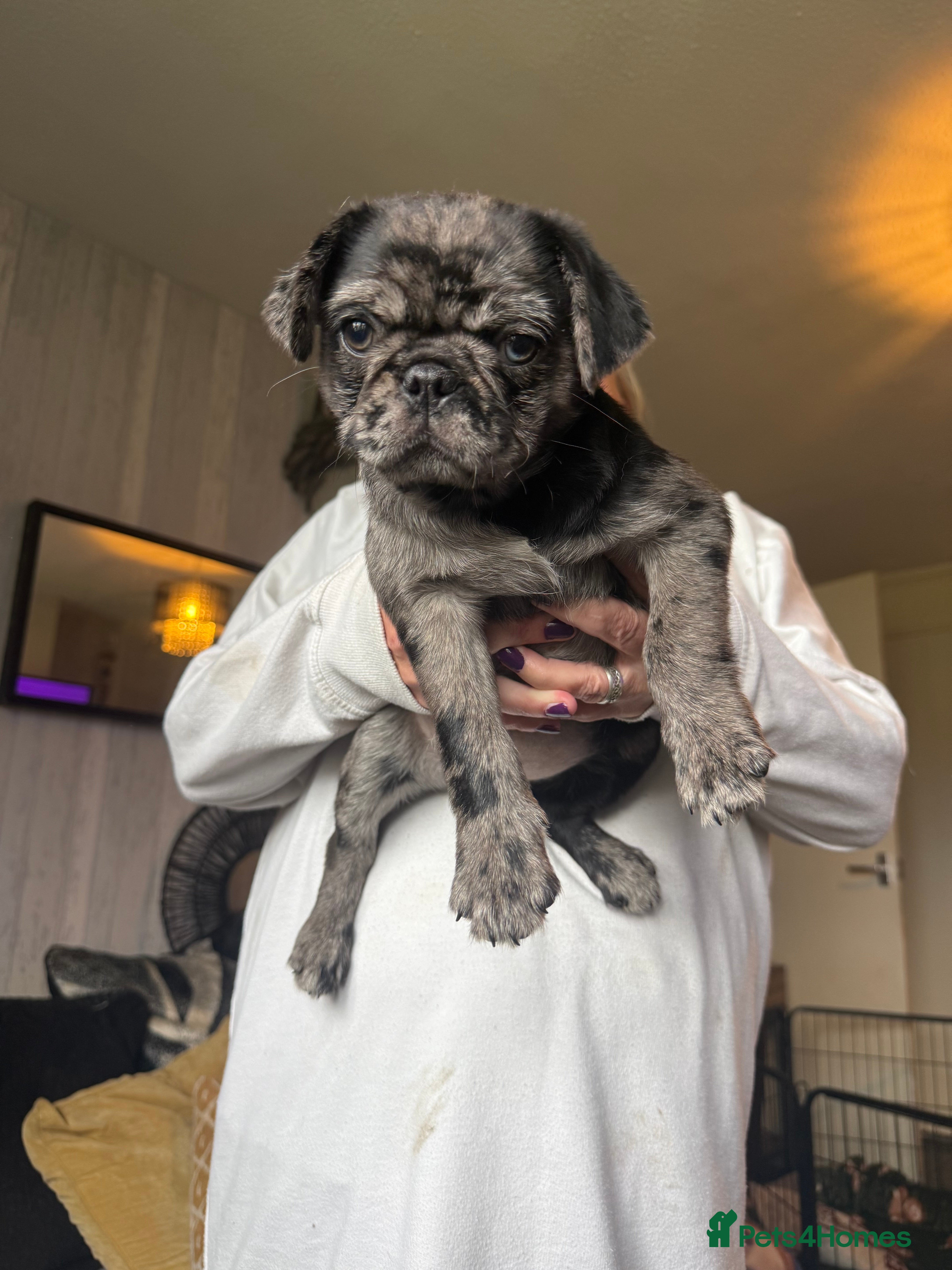 Pug dogs 2 girls and 1 boy pug puppies  - Advert 2