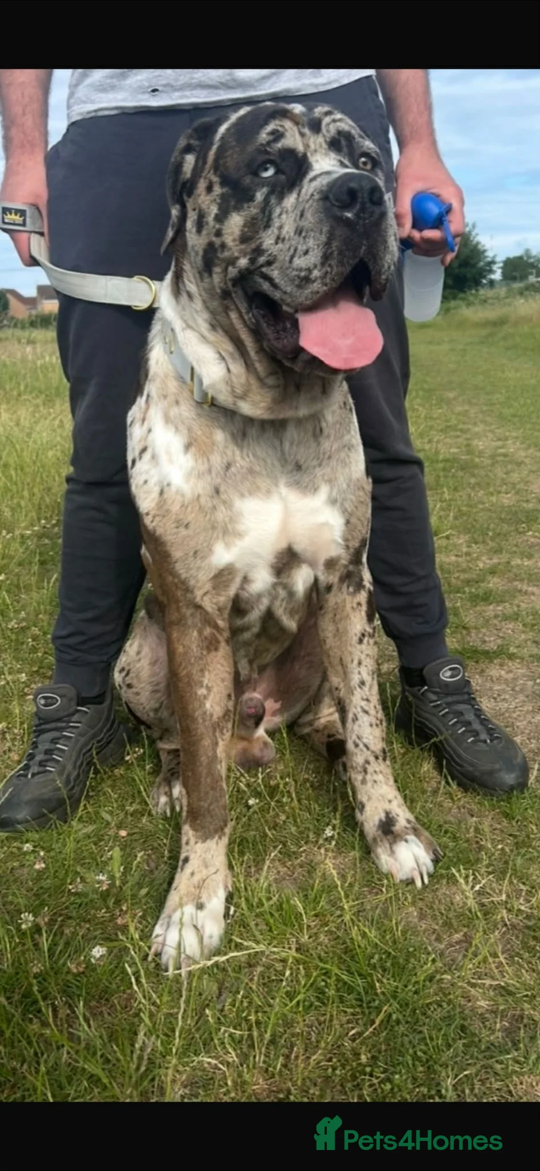 Mixed Breed dogs for sale: Male Cane Corso X Neopolitan mastiff/Great Dane - Advert 2