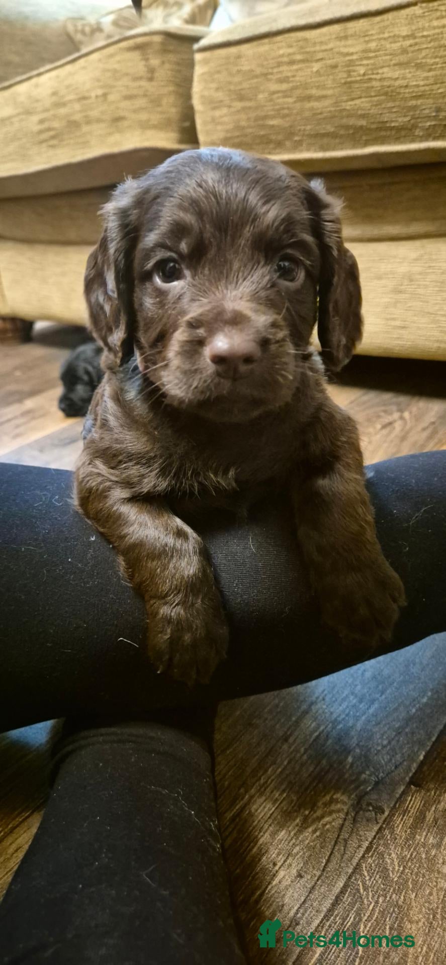 Cocker Spaniel dogs Cocker spaniel puppies for sale - Advert 9