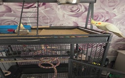 Cockatiels birds for sale: 2 lovely cockatiel with big cage - Image 5