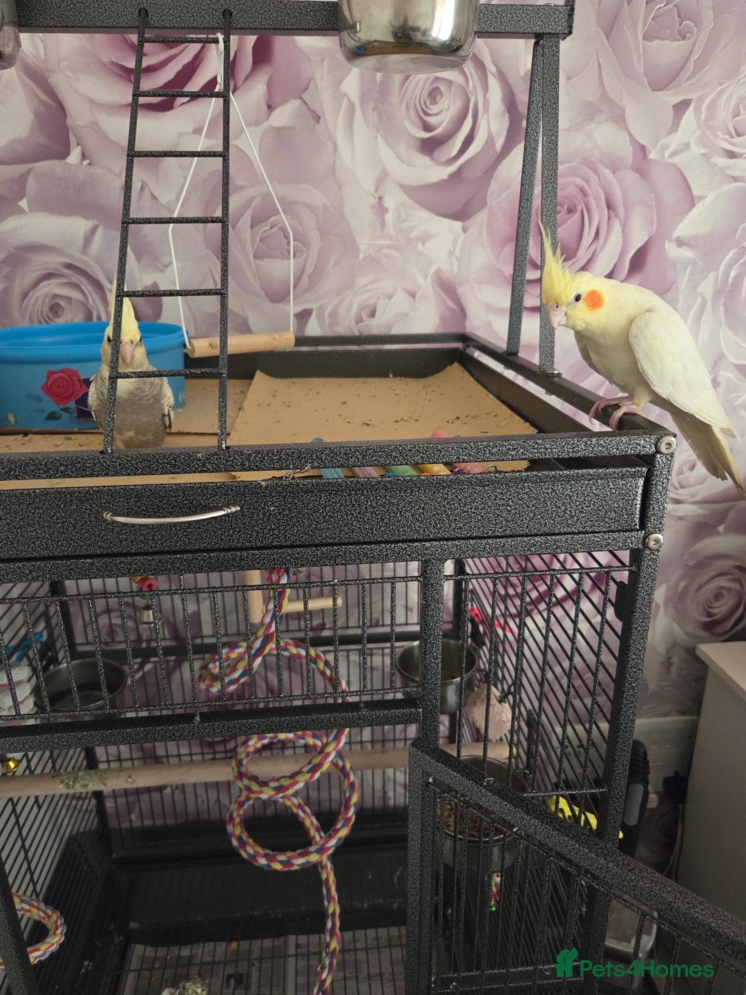 Cockatiels birds for sale: 2 lovely cockatiel with big cage - Image 5
