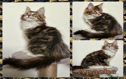 Maine Coon cats for sale: TICA Large Polydactyl Maine Coon Kittens - Image 4