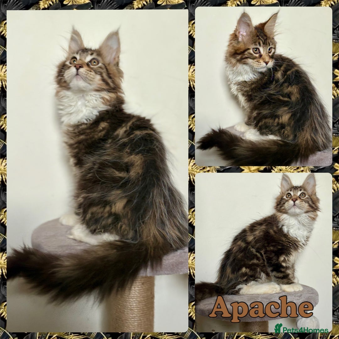 Maine Coon cats for sale: TICA Large Polydactyl Maine Coon Kittens - Image 4