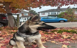 Shepsky dogs for sale: siberian husky x german shepherd - Image 3
