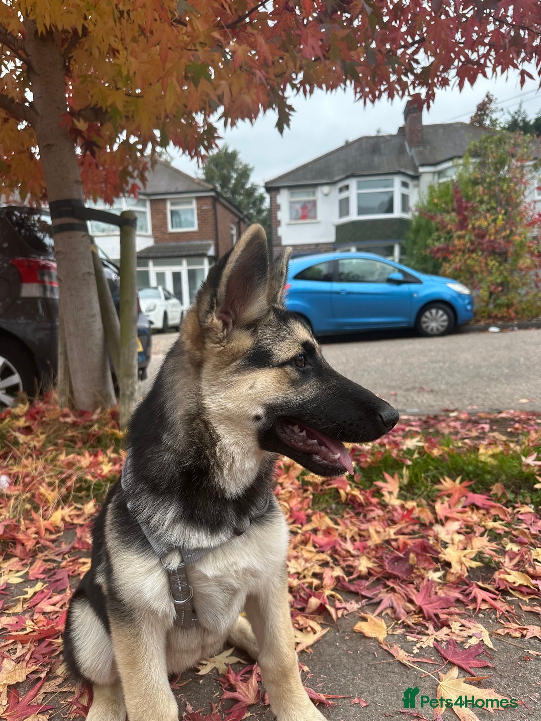 Shepsky dogs for sale: siberian husky x german shepherd - Image 3