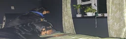 Rottweiler dogs for sale: Rottweiler 7 months in Warrington - Advert 14