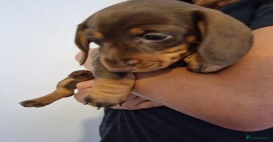 Dachshund dogs - Advert 3