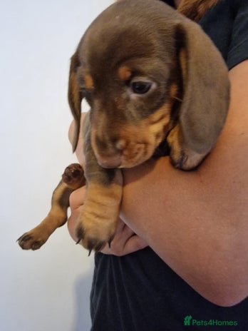 Dachshund dogs - Advert 8